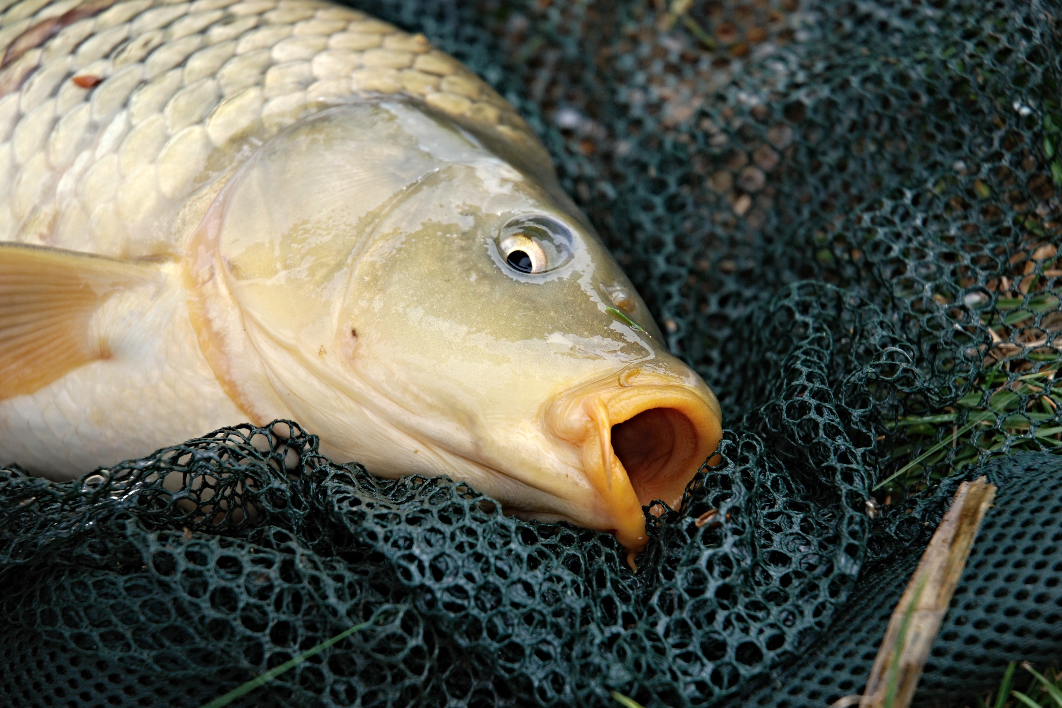 The Latest Trends in Carp Fishing 2026: Evolving Baits and Feeding Techniques
