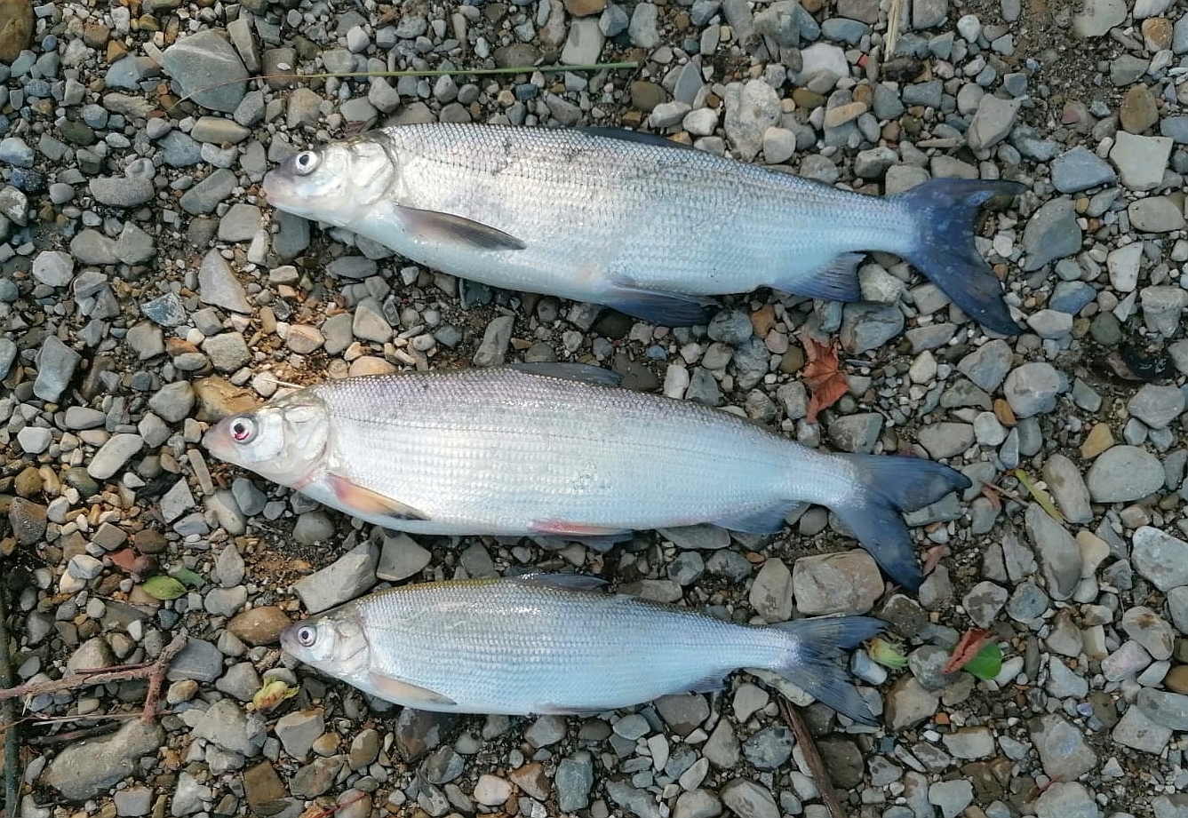The Felchen / Reinanke – The Silver Treasure of Our Lakes
