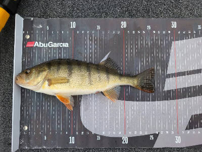 Perch