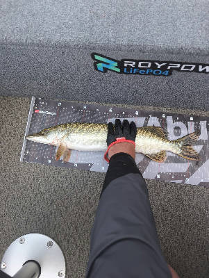 Pike