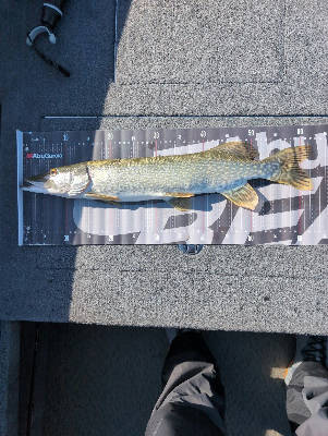 Pike