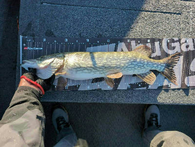 Pike