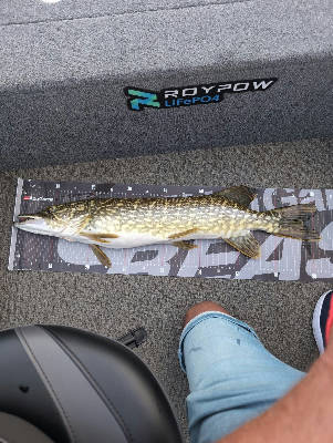 Pike