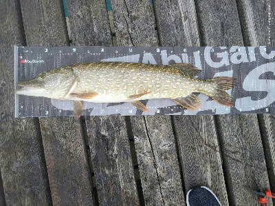 Pike