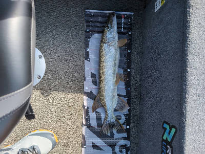 Pike