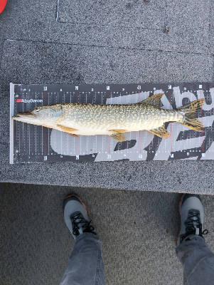 Pike