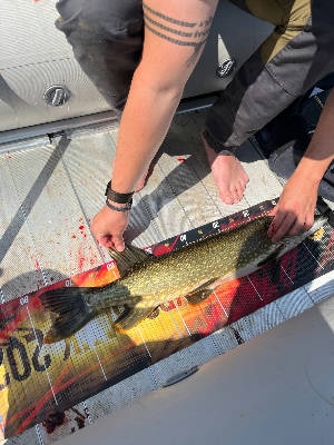 Pike