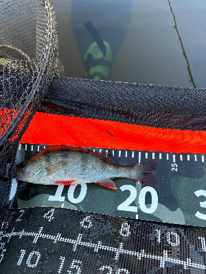 Perch