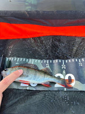 Perch