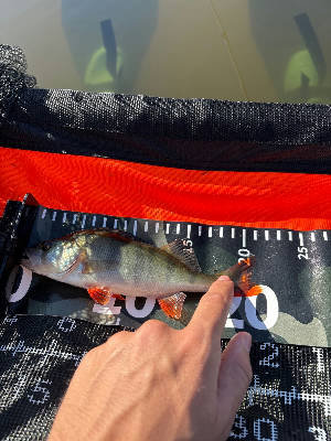 Perch